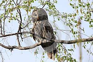 Ural Owl (Strix uralensis) Sweden