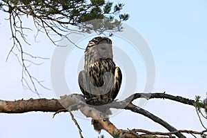 Ural Owl (Strix uralensis) Sweden