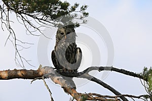 Ural Owl (Strix uralensis) Sweden