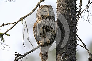 Ural Owl (Strix uralensis) Sweden