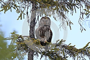 Ural Owl (Strix uralensis) Sweden