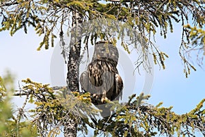 Ural Owl (Strix uralensis) Sweden