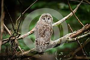 Ural owl in the tree