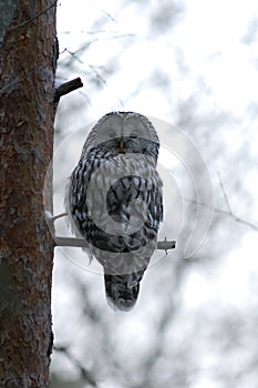 Ural owl on the tree