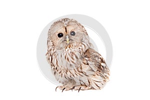 Ural Owl on the white background