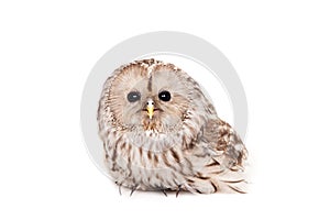 Ural Owl on the white background
