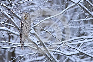 Ural Owl in winter forest