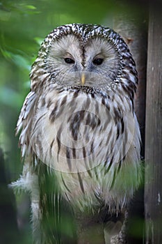 Ural owl (Strix uralensis).