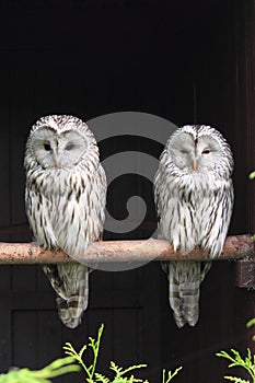 Ural Owls