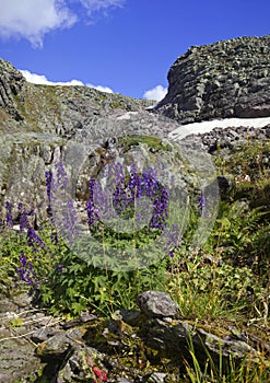 Urals mountain flowers