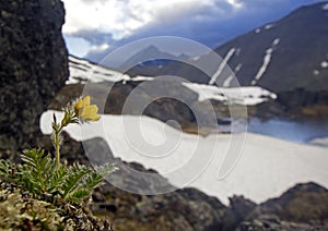 Urals mountain meadows