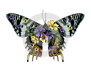 Urania Malagasy butterfly with open wings decorated with flowers and leaves symmetrically photo