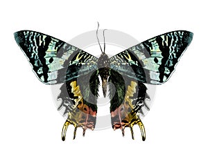 Urania Malagasy butterfly with open wings symmetrically