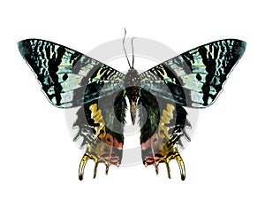 Urania Malagasy butterfly with open wings symmetrically photo