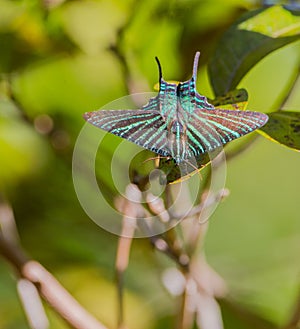 Urania Sunset Moth photo