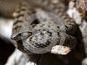 Uratian Rat Snake, Elaphe Urartica, there is a unobtrusive little-known snake
