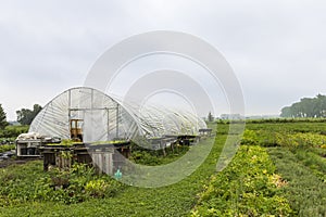 Urban agriculture The Netherlands