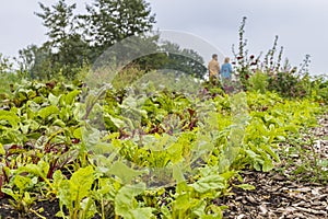 Urban agriculture The Netherlands