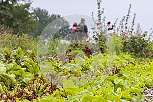 Urban agriculture The Netherlands