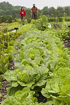 Urban agriculture The Netherlands