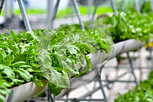 Urban agriculture, urban farming, or urban gardening