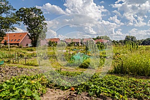 Urban agriculture: a vegetable garden beside modern houses in th