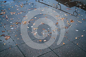 Urban autumn background with fallen leaves on wet pavement in a city