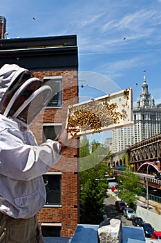 Urban beekeeper