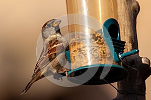 Urban bird house sparrow (Passer domesticus) eating in a bird feeder in photo