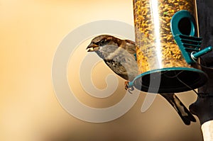 Urban bird house sparrow (Passer domesticus) eating in a bird feeder photo