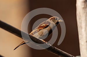 Urban bird house sparrow (Passer domesticus) resting in balcony photo