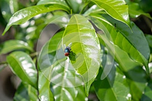 Urban bluebottle blowfly, on leaf