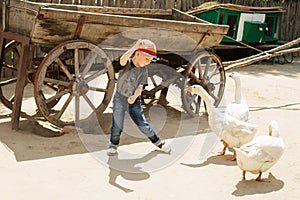 Urban boy playing and having fun with geese on a farm