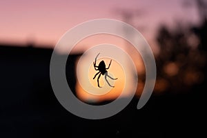 Urban city spider silhouette at sunset