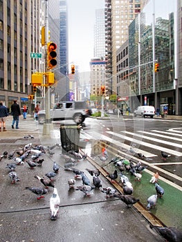 Urban city, trash and birds with road at traffic lights with litter, garbage and filth with cars. Waste management photo