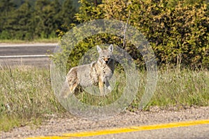 Urban Coyote