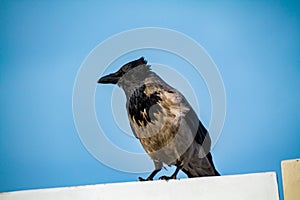 urban crow against the