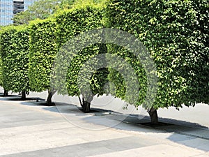 Urban Design of Shaped Cylindrical Tree