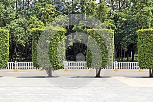 Urban Design of Shaped Cylindrical Tree