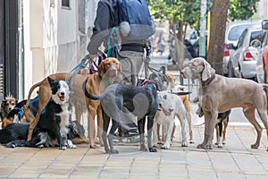 Urban Dog Walker