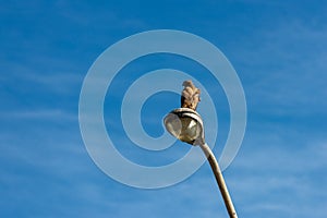 Urban falcon on a street lamp