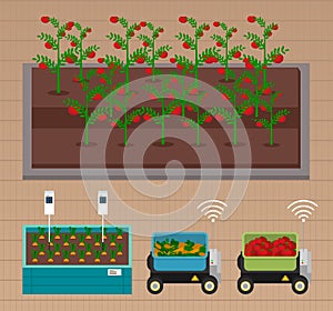 Urban farming, gardening or agriculture. Seedlings planting to the bed. Growing tomatoes and carrots