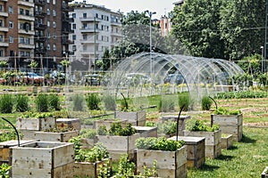 Urban farming sustainability concept, captured in Milan, Lombardy, Italy. photo