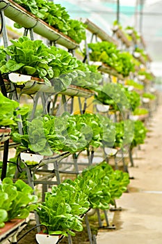 Urban farming technology