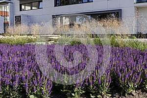 Urban floral landscaping. Salvia nemorosa the woodland sage beautiful flowers in bloom near apartment house building in