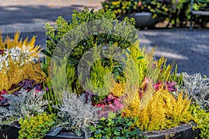 Urban flower pot with different colorful autumn flowers stands in the public park in Stockholm, Sweden