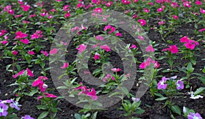  Urban flowerbed with petunias of warm shades of purple. Bushes grow in orderly rows