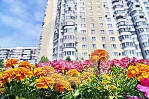 Urban flowers with high dwelling building