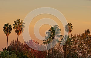 Urban Foliage in Southern California