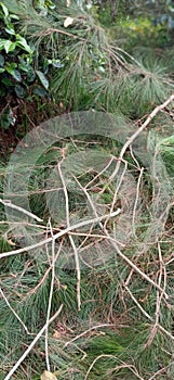 Urban of forest, fallen branches of tree